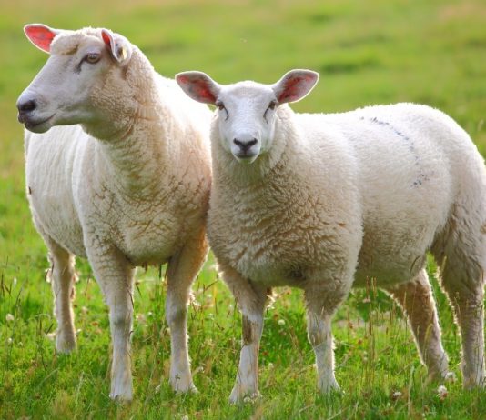 Tác dụng của nhau thai cừu mà bạn cần biết!