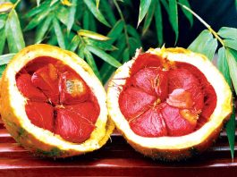 Những công dụng tuyệt vời của hạt gấc và những lưu ý khi sử dụng