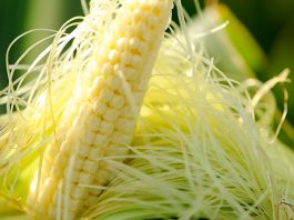 Bài thuốc đông y nào trị tiểu đêm hiệu quả nhất